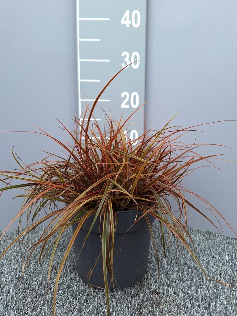 Uncinia rubra 'Everflame' of Rode Zegge