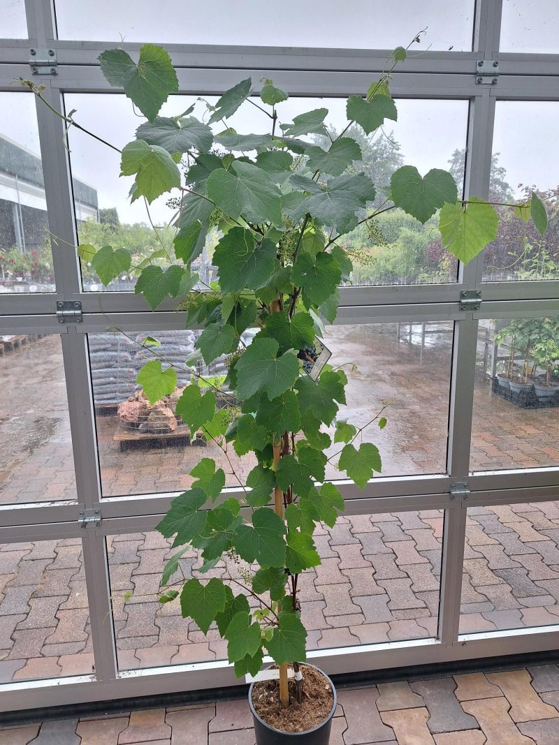 Vitis Vinifera Americana Bianca - Witte druif