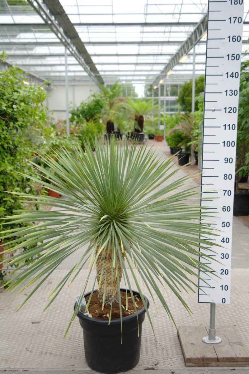 Yucca Rostrata 'Blue Swan'
