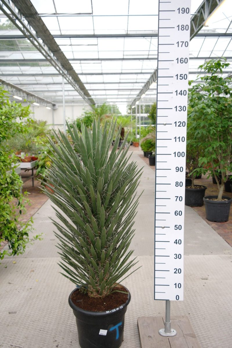 Yucca Filifera Australis
