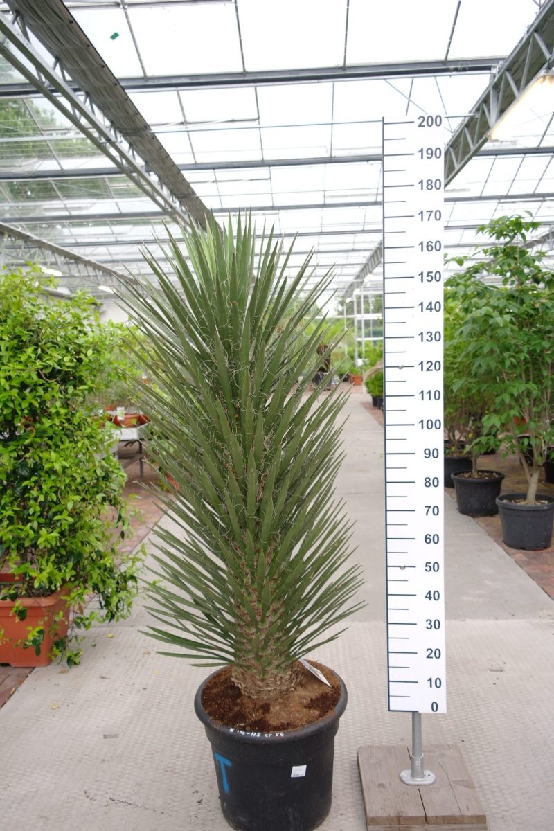 Yucca Filifera Australis