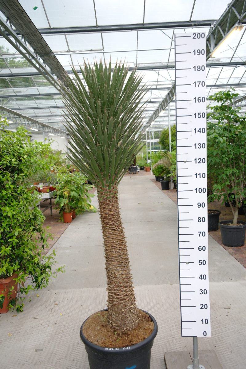 Yucca Filifera Australis