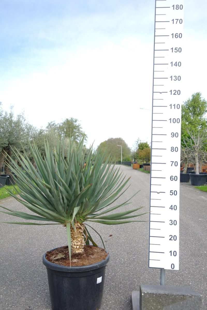 Yucca Gloriosa