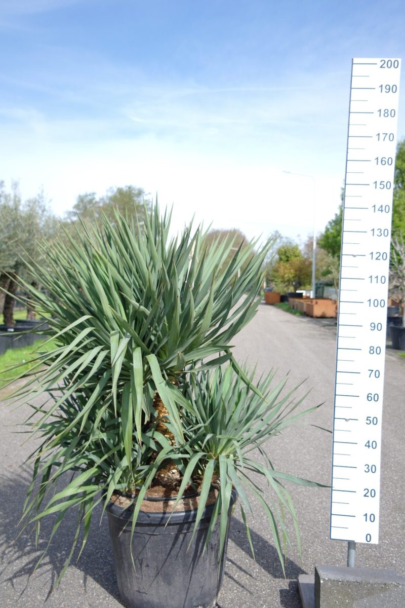 Yucca Gloriosa