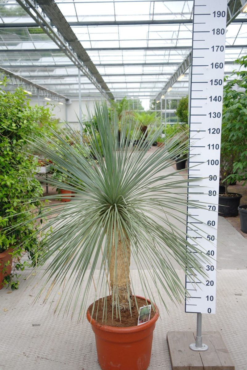Yucca Linearifolia