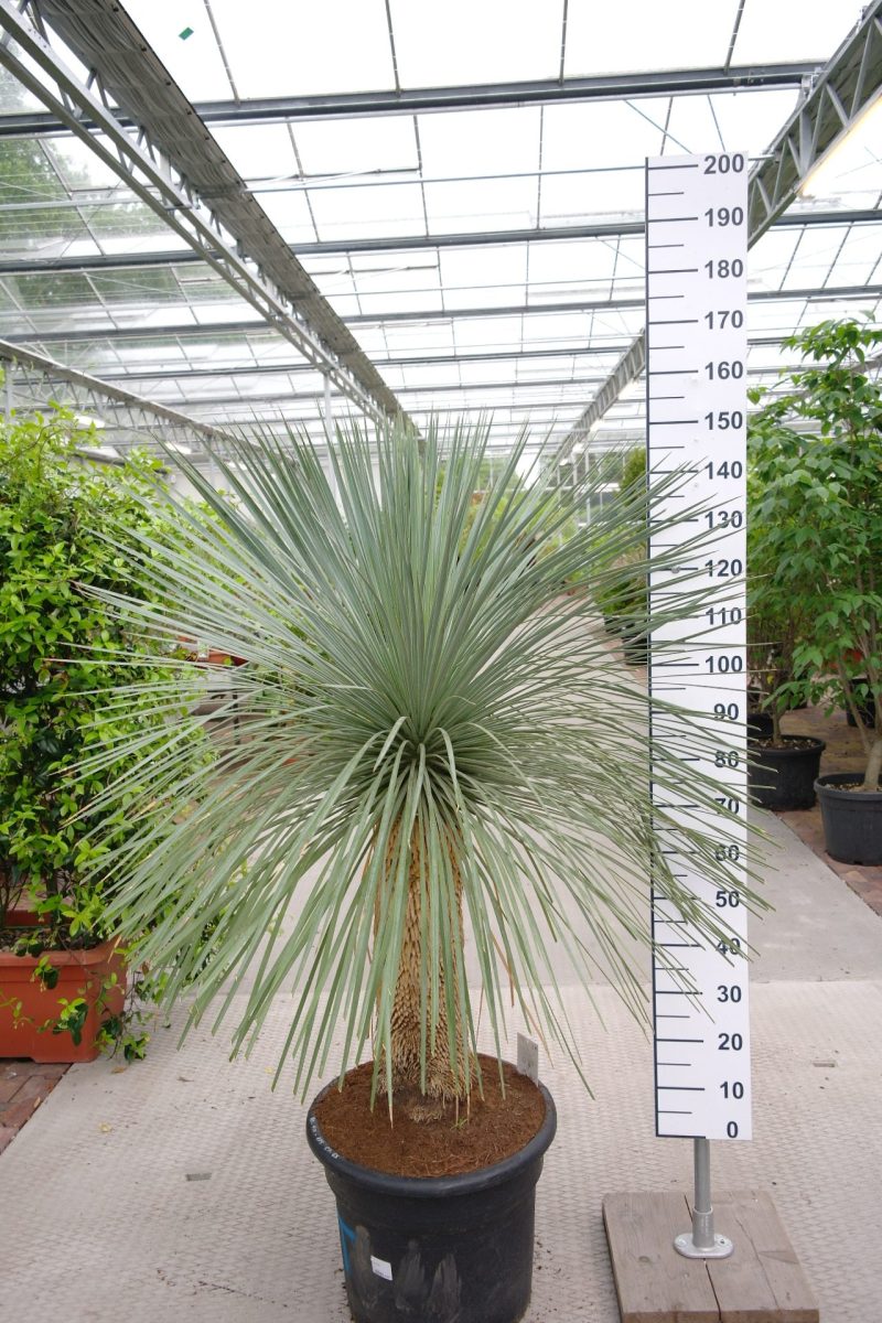 Yucca Linearifolia