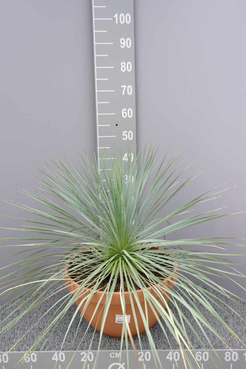 Yucca Rostrata in schaal