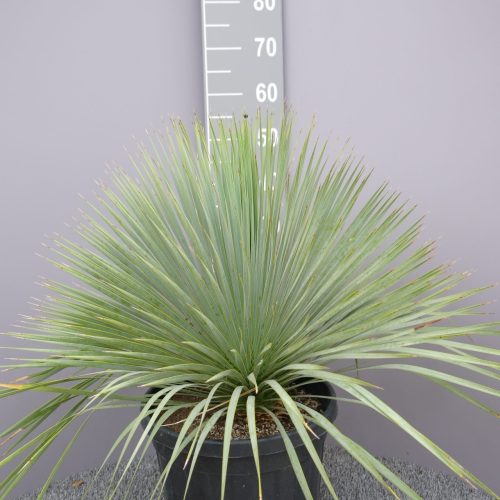 Yucca Rostrata