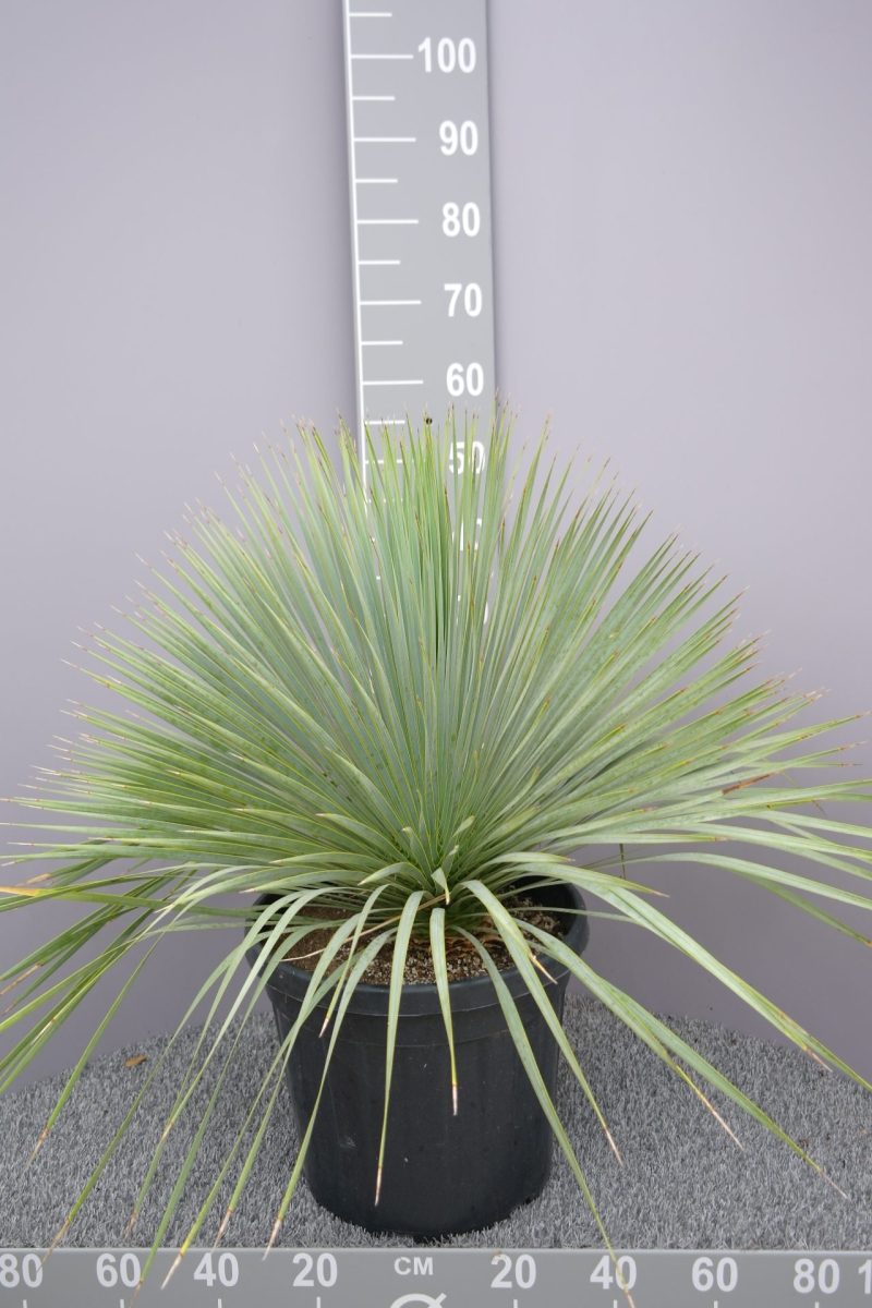 Yucca Rostrata