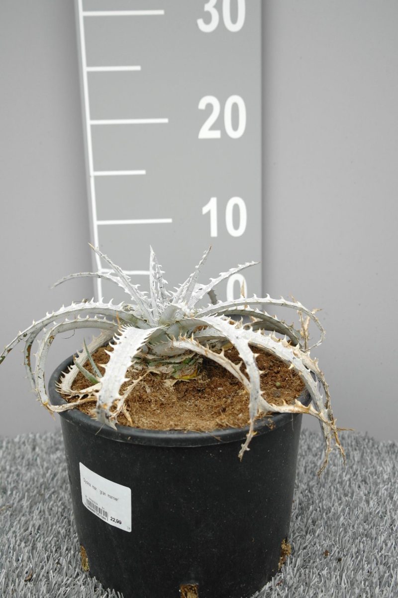 Dyckia 'Grand Marnier'