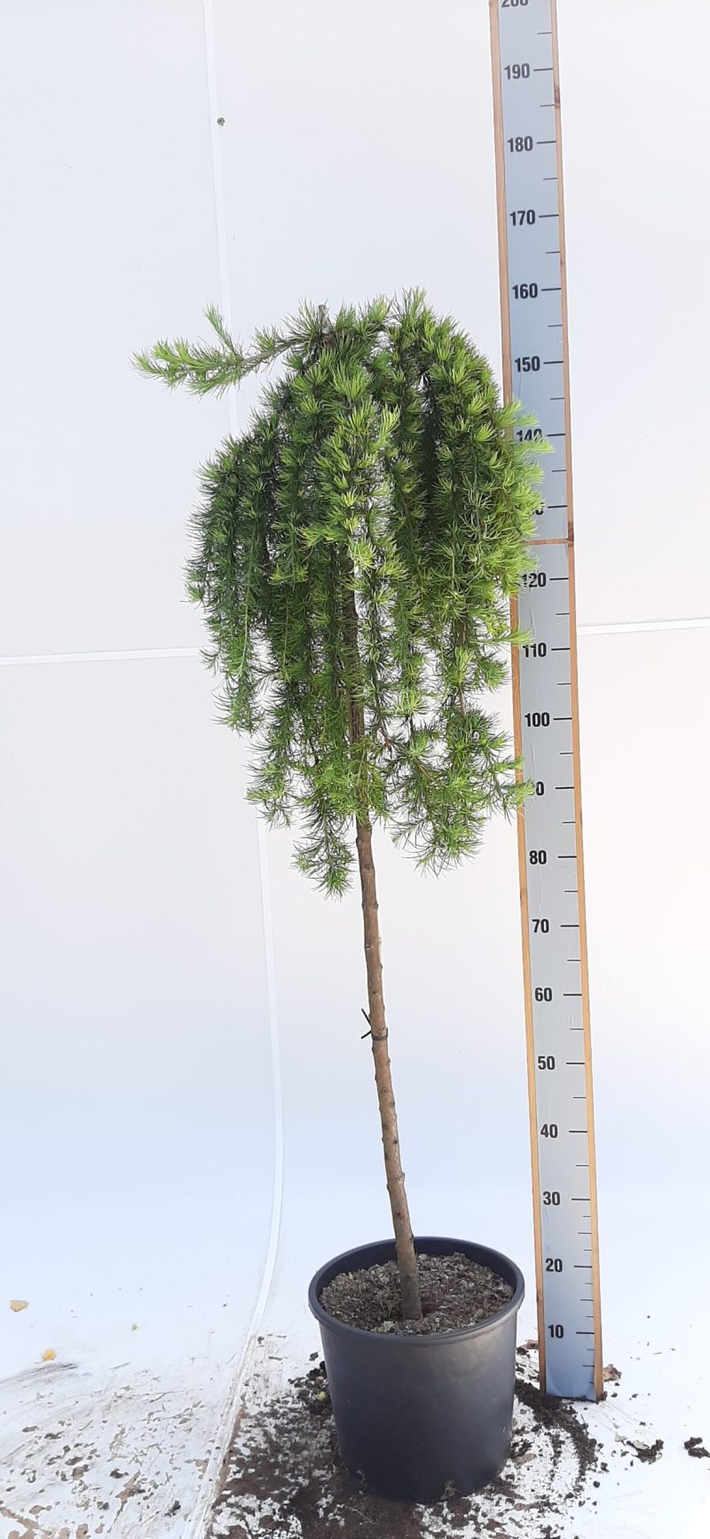 Larix Kaempferi 'Stiff Weeper'
