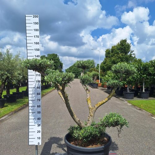 Olijfboom - Olea Europaea Pon Pon