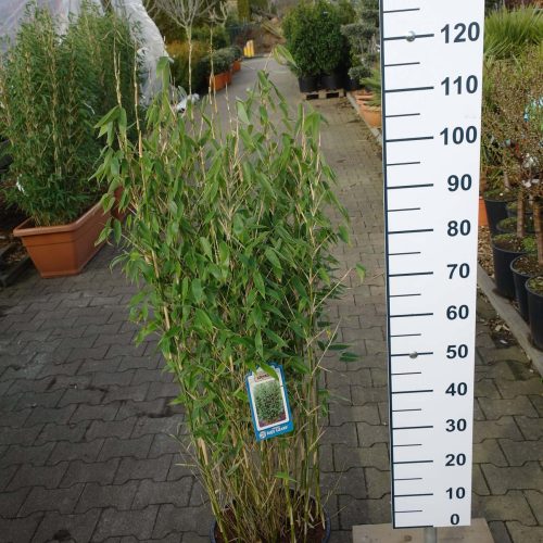 Fargesia spathacea ‘Blue Lizard’® (Niet woekerende bamboe)