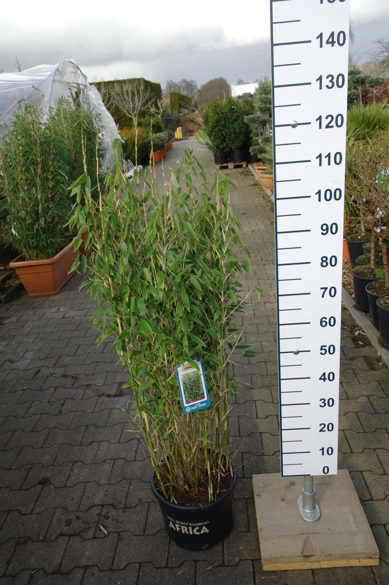 Fargesia spathacea ‘Blue Lizard’® (Niet woekerende bamboe)