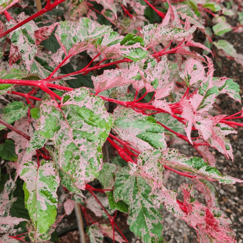 Acer Conspicum 'Red Flamingo' (Slangenhuidesdoorn)