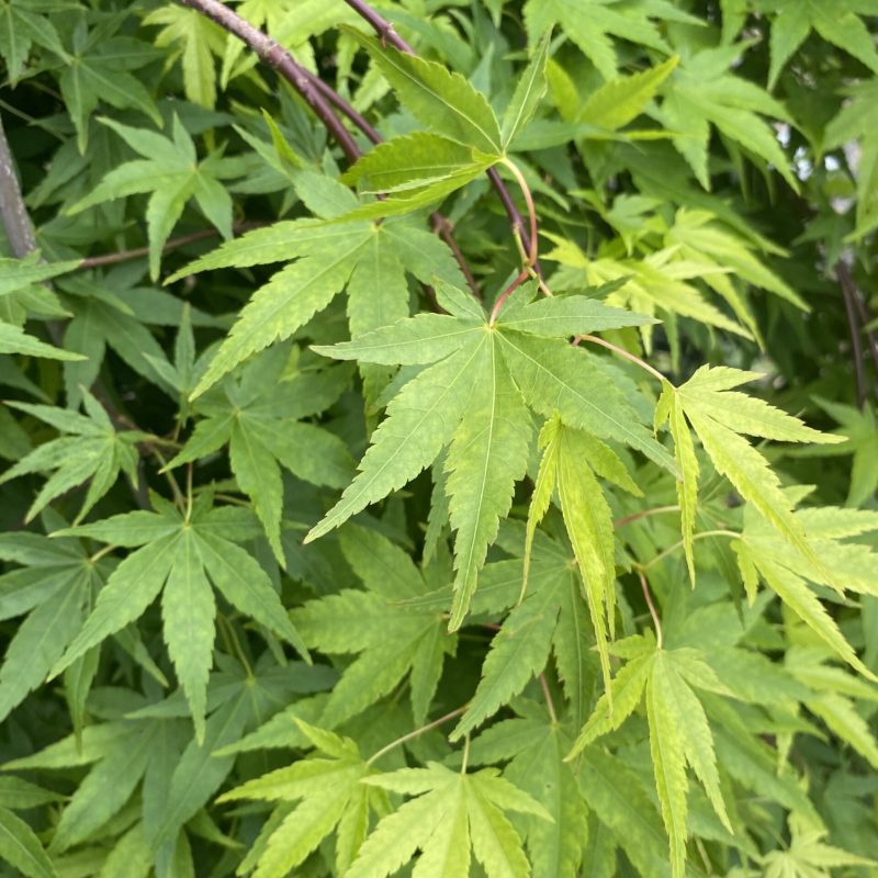 Acer palmatum 'Ryusen' (Japanse esdoorn)