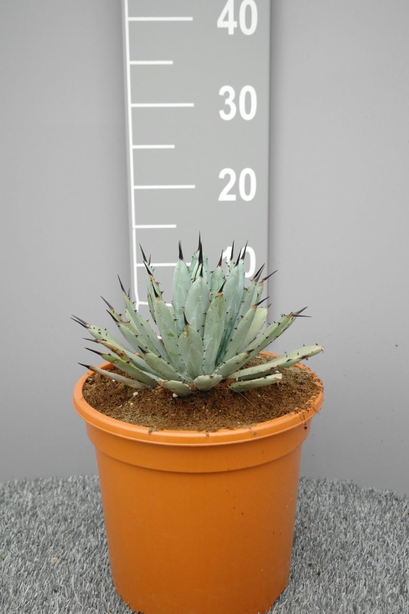 Agave 'Little Penguins'