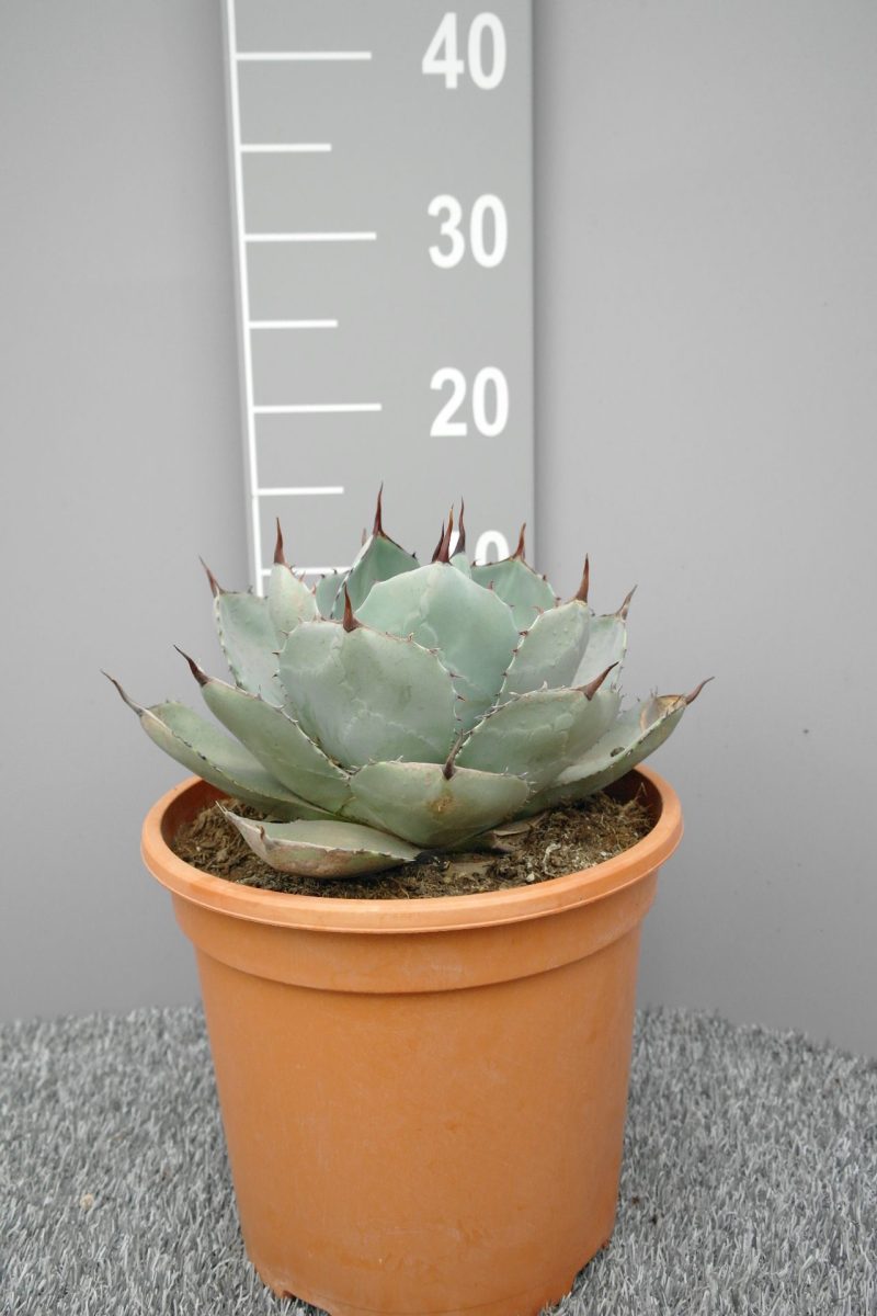 Agave Parryi 'Truncata'