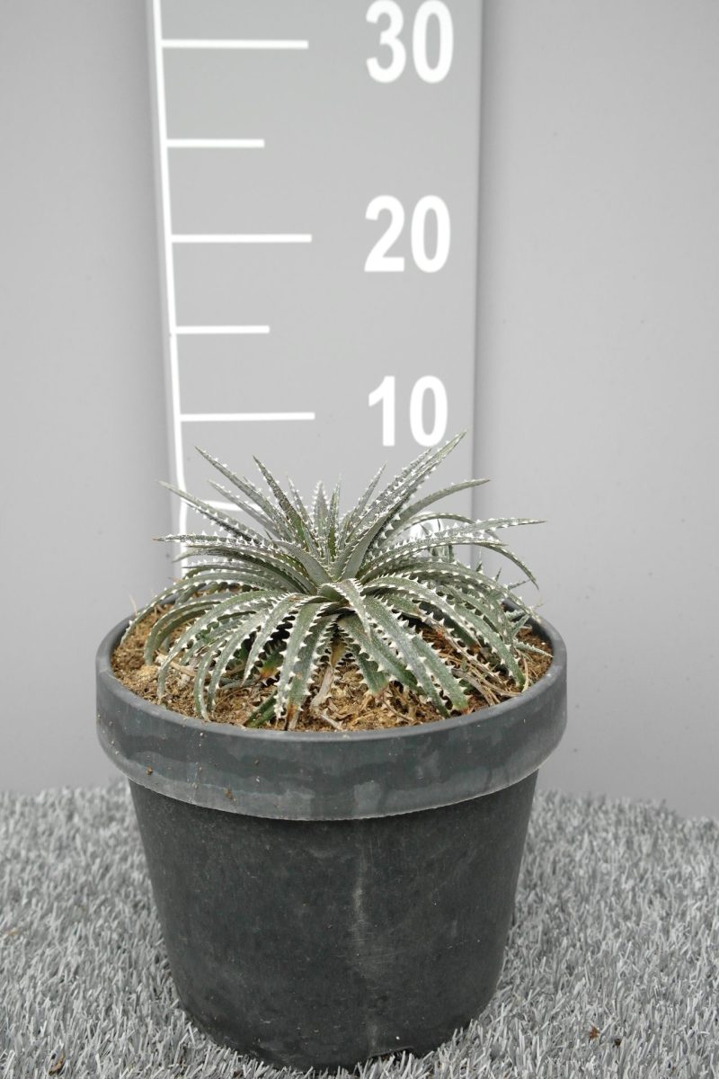 Dyckia 'Brittle Star'