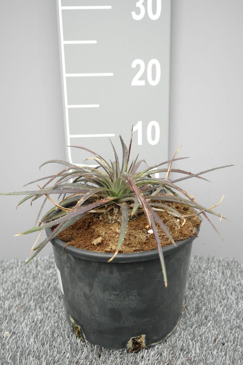 Dyckia 'Burgundy Ice'