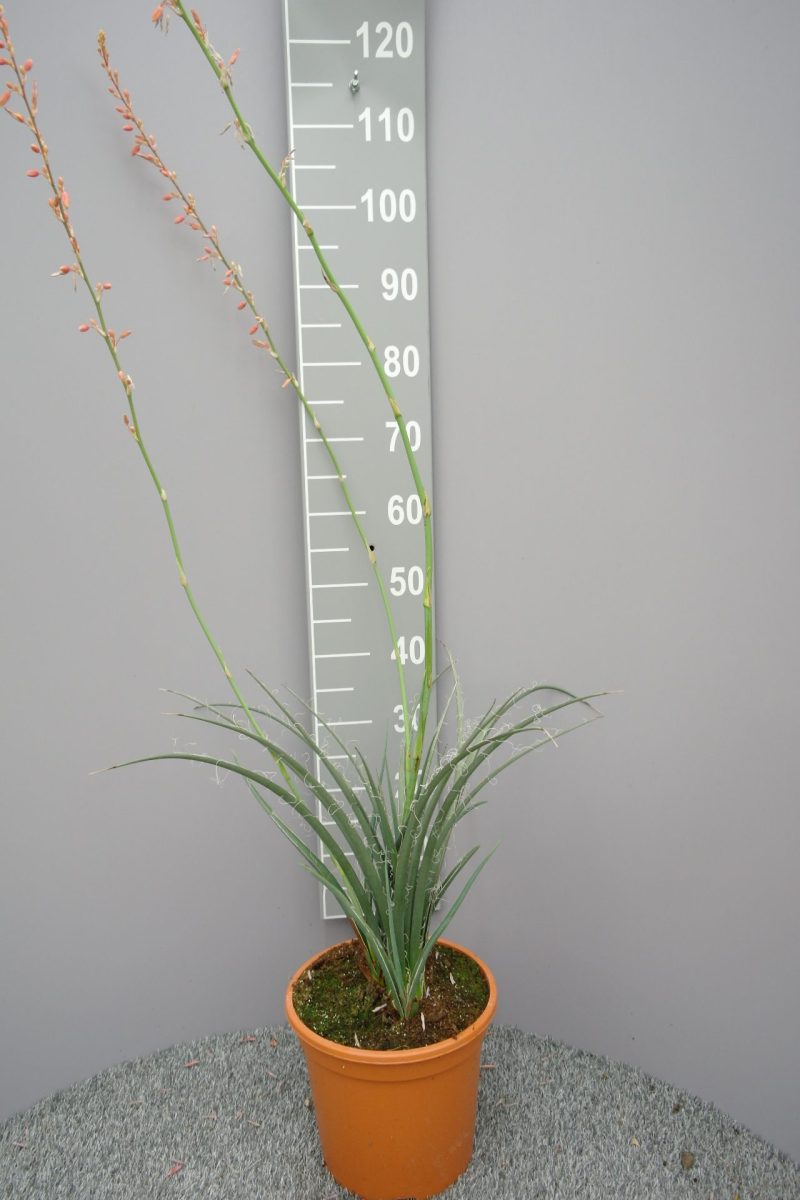 Hesperaloe parviflora