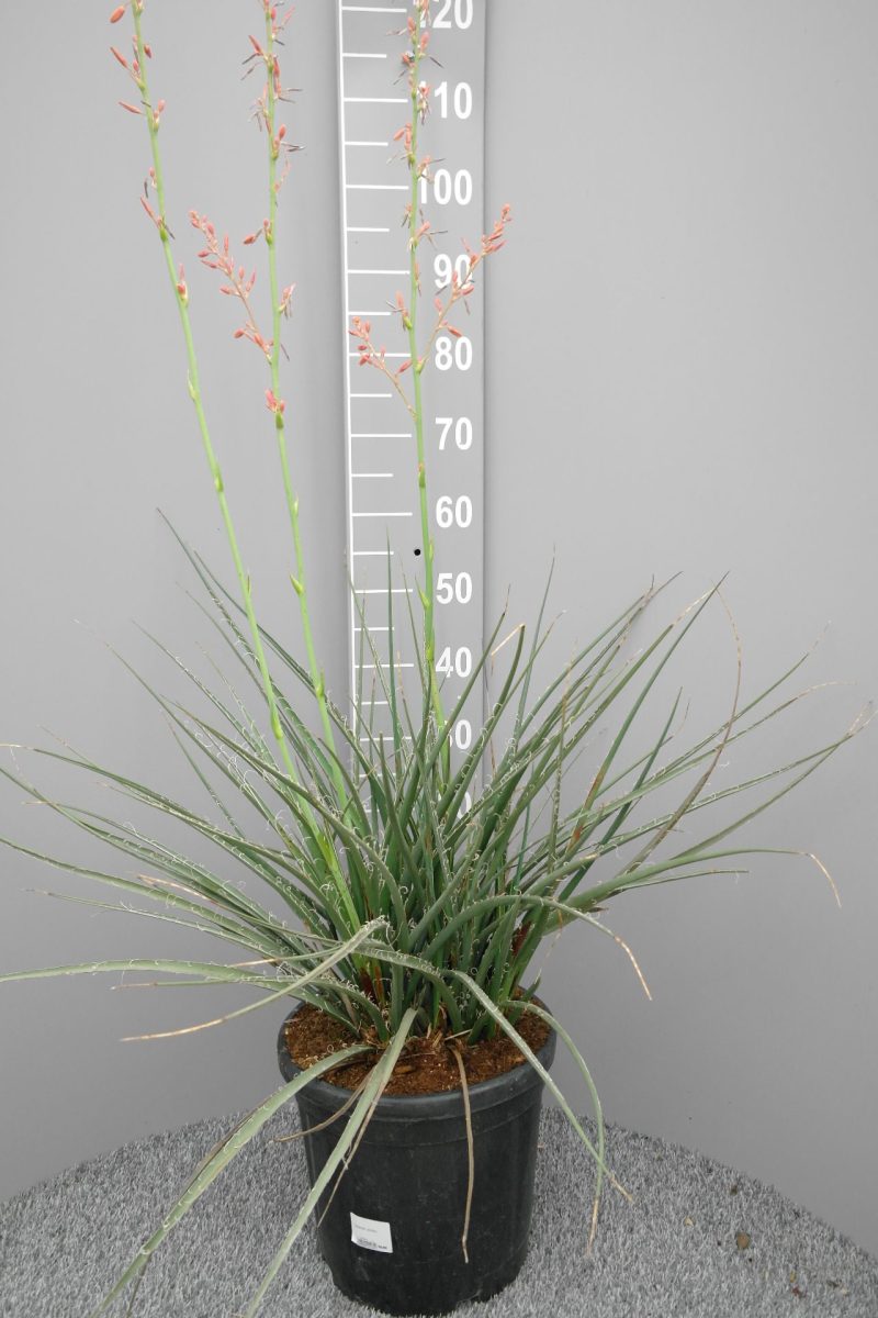 Hesperaloe parviflora