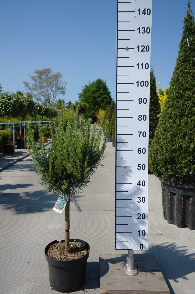 Pinus Sylvestris Watereri op stam