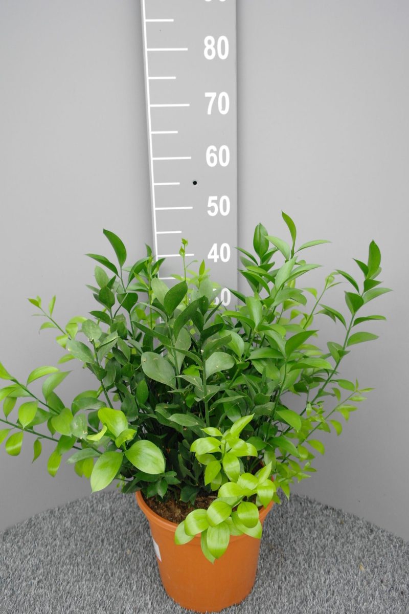 Ruscus Hypoglossum