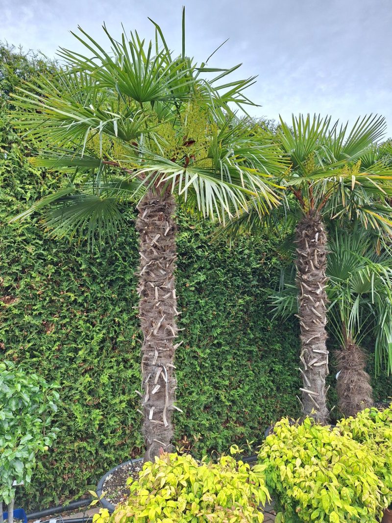 Palmboom Trachycarpus Fortunei stam 200-220 cm