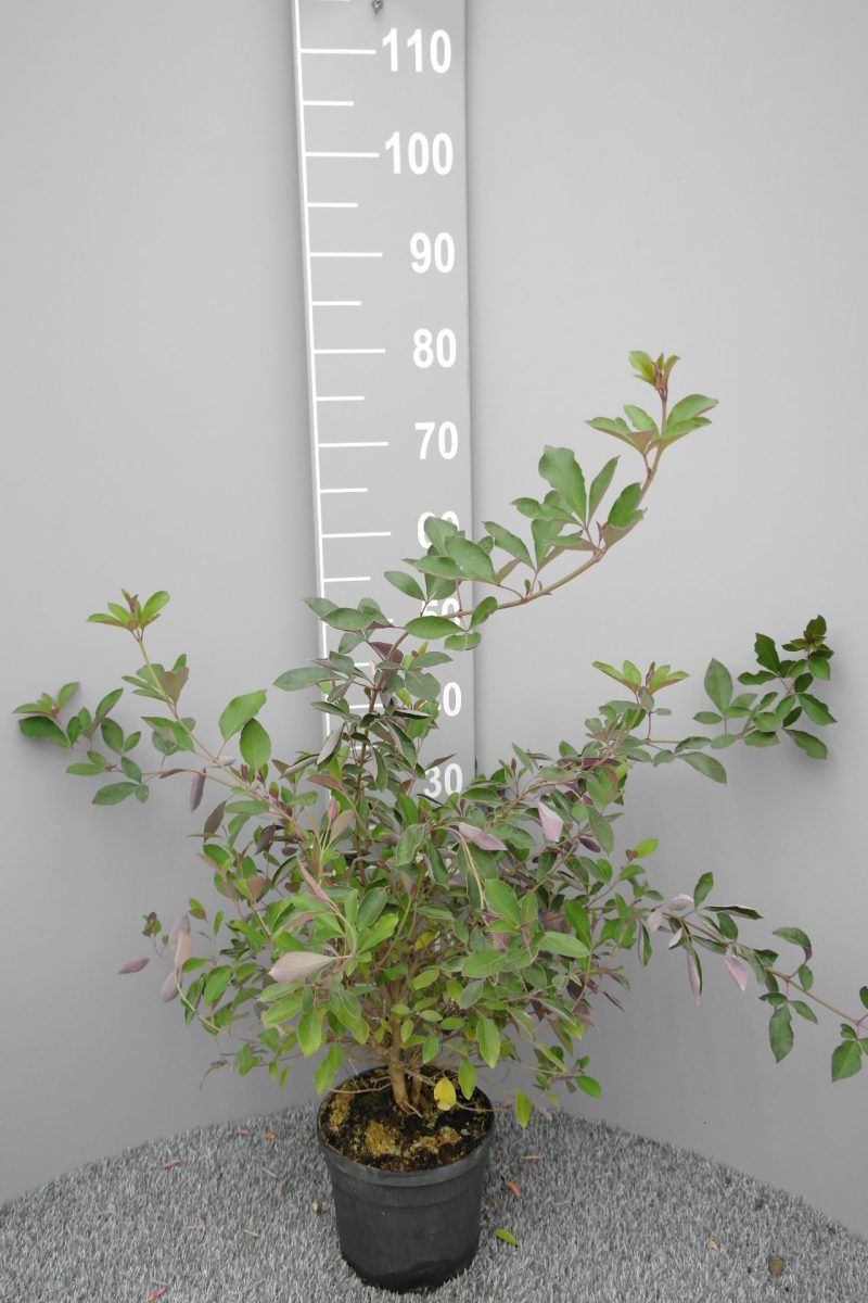 Vitex trifolia 'Purpurea'