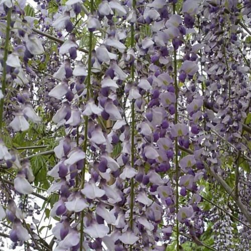 Wisteria 'Macrobotrys'