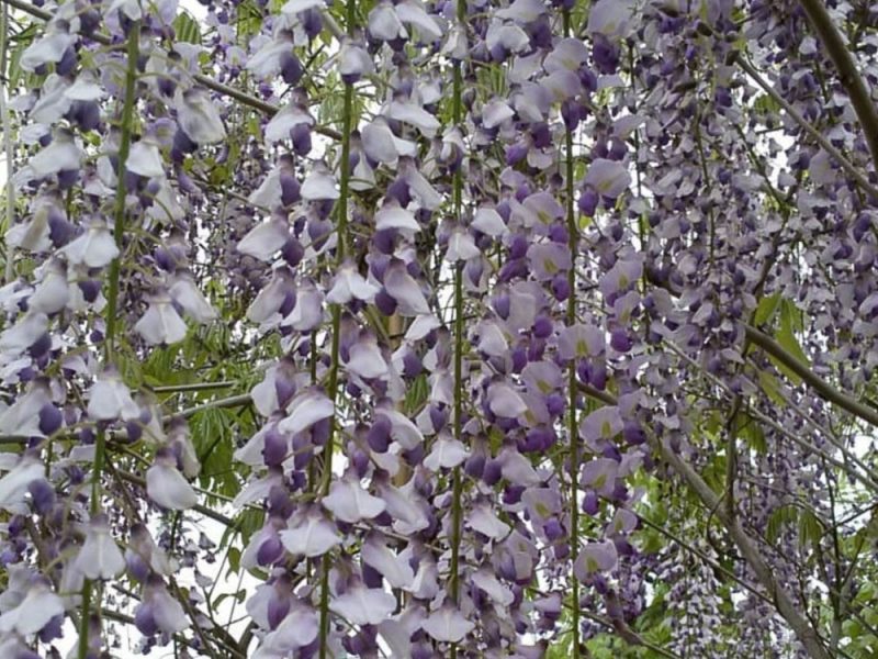 Wisteria 'Macrobotrys'