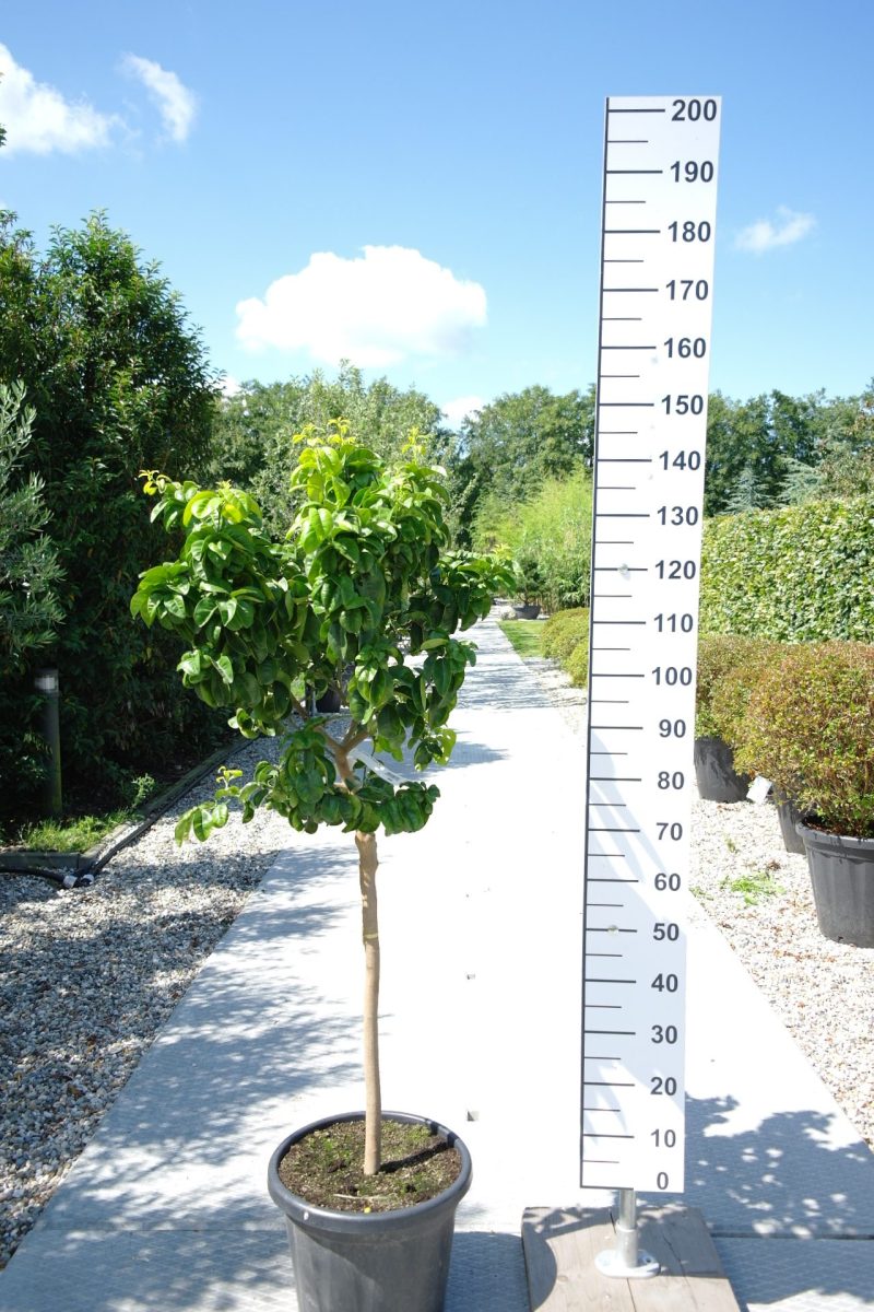 Citrus aurantium 'Bouquet de Fleurs'