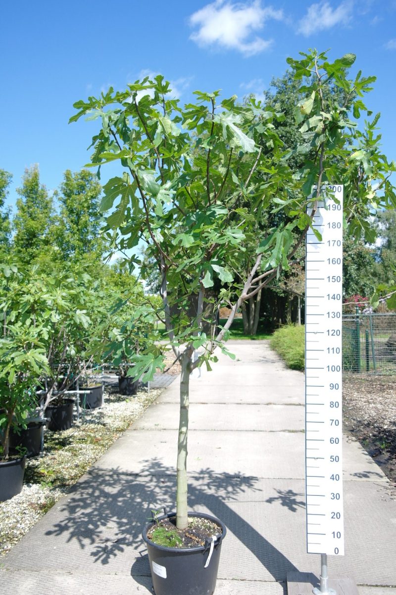 Ficus Carica 'Brogiotto Bianco'