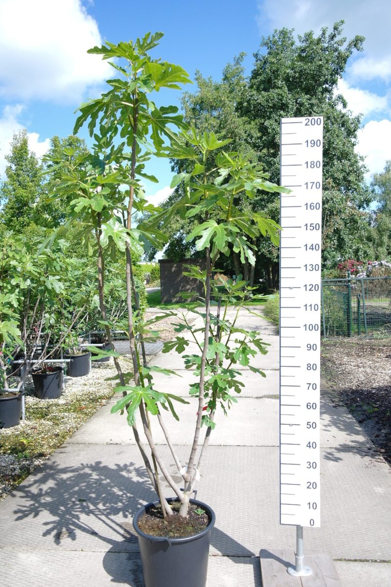 Ficus Carica 'Bornholm Diamond'