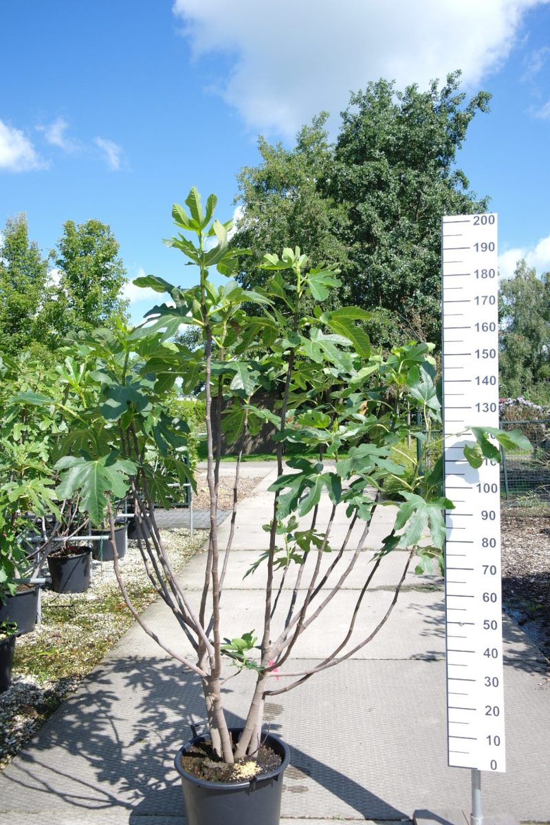 Ficus Carica 'Brogiotto Nero'