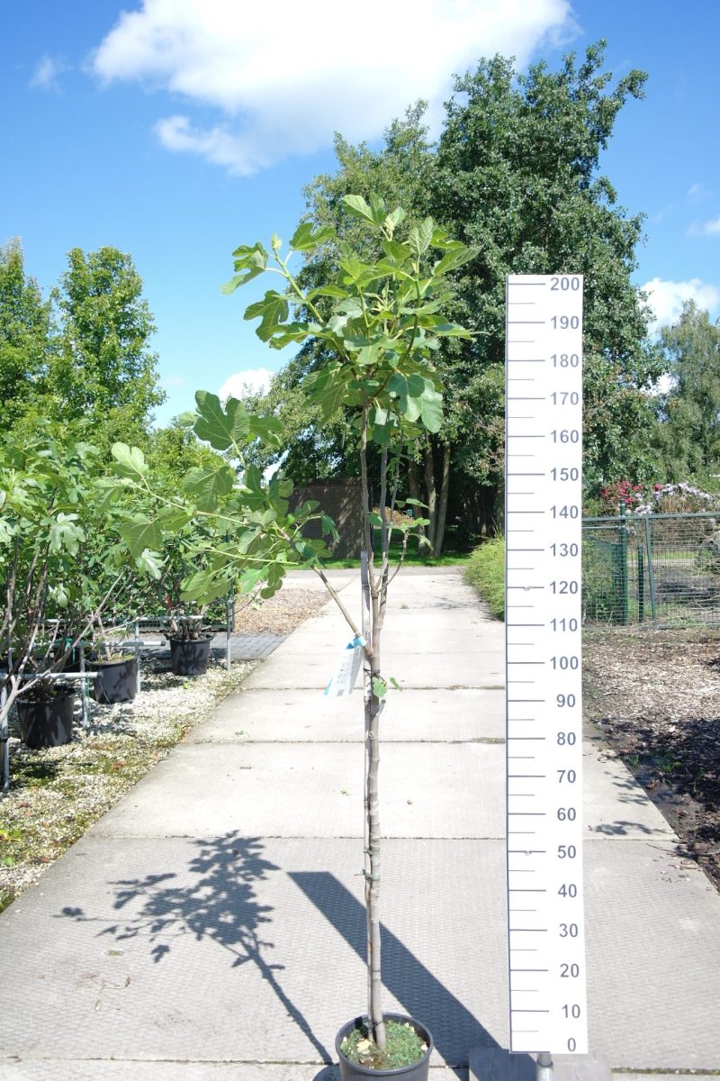 Ficus Carica 'Brown Turkey'