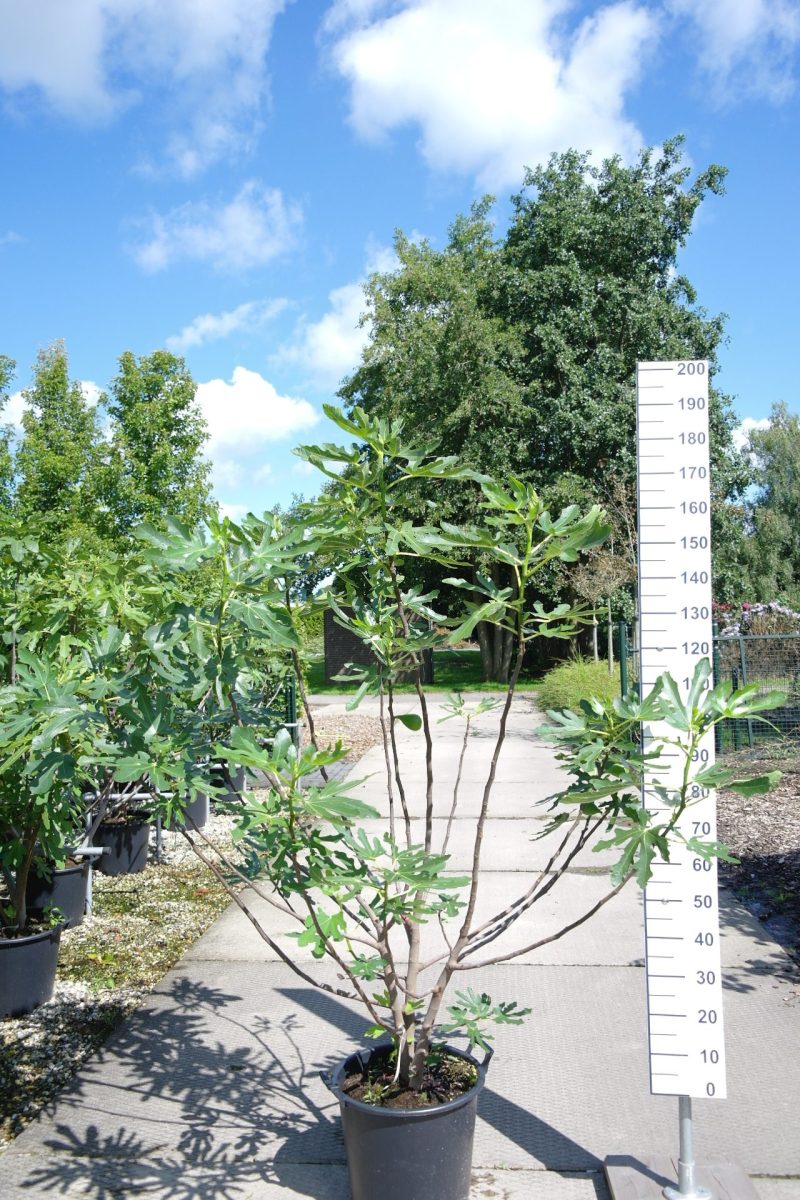 Ficus Carica 'Fiorone'