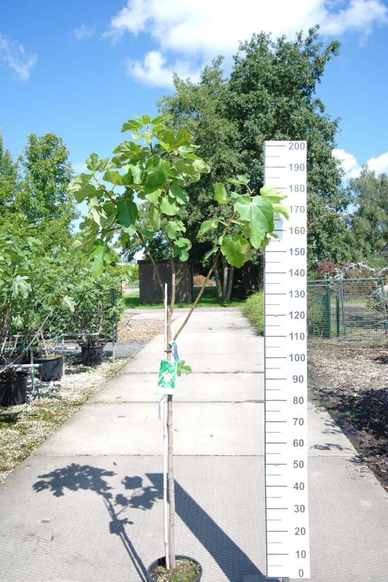 Ficus Carica 'Goutte do'r'