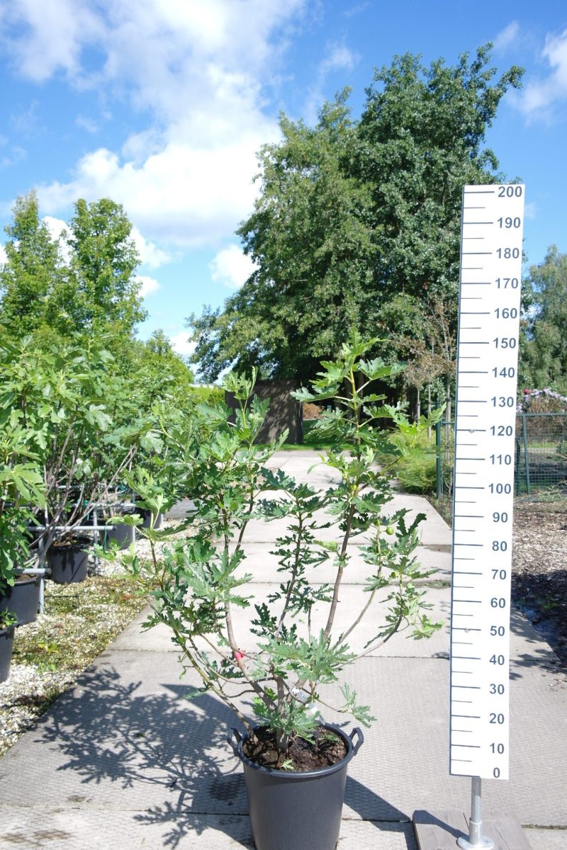 Ficus Carica 'Ice Crystal'