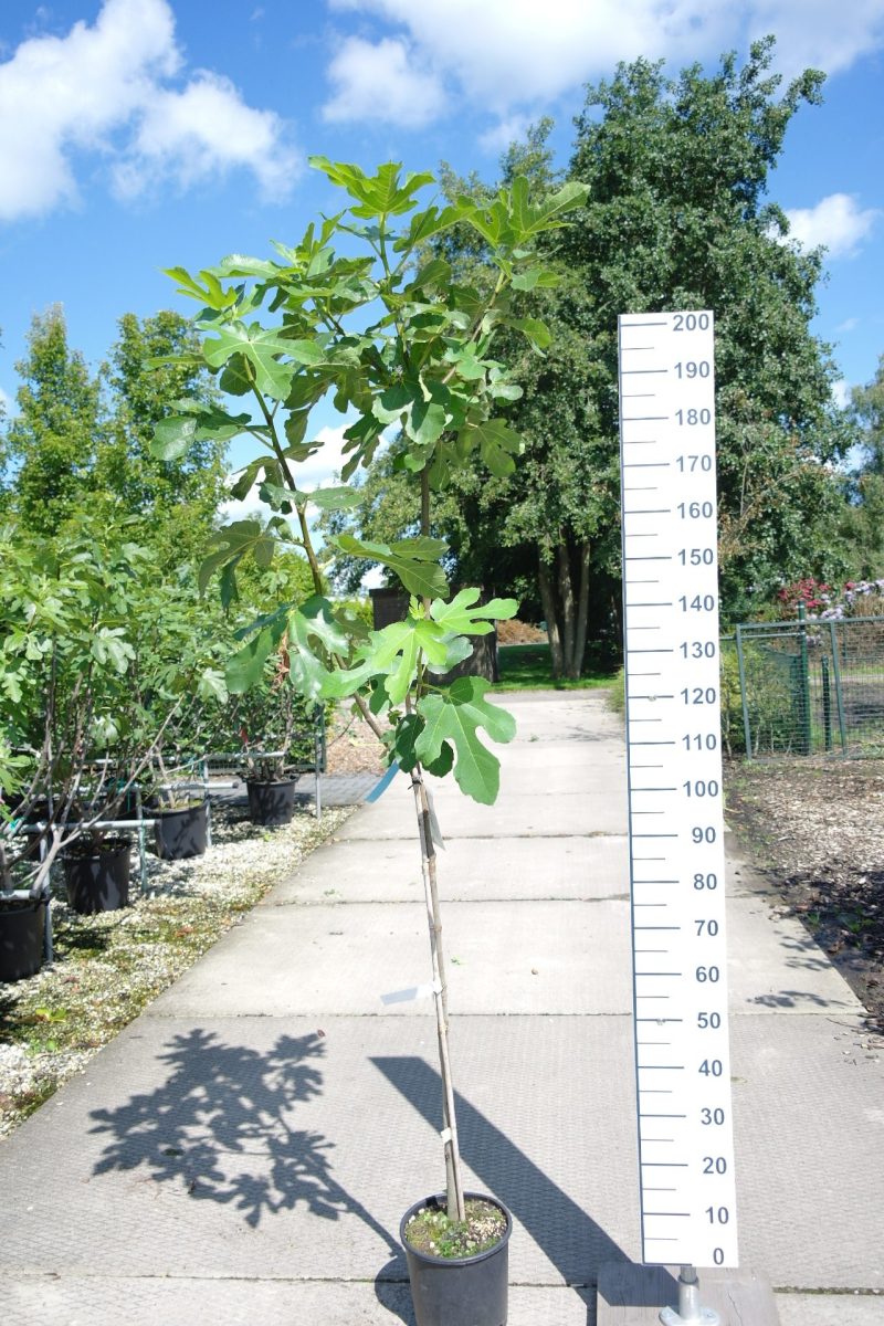 Ficus Carica 'Osborn Prolific'