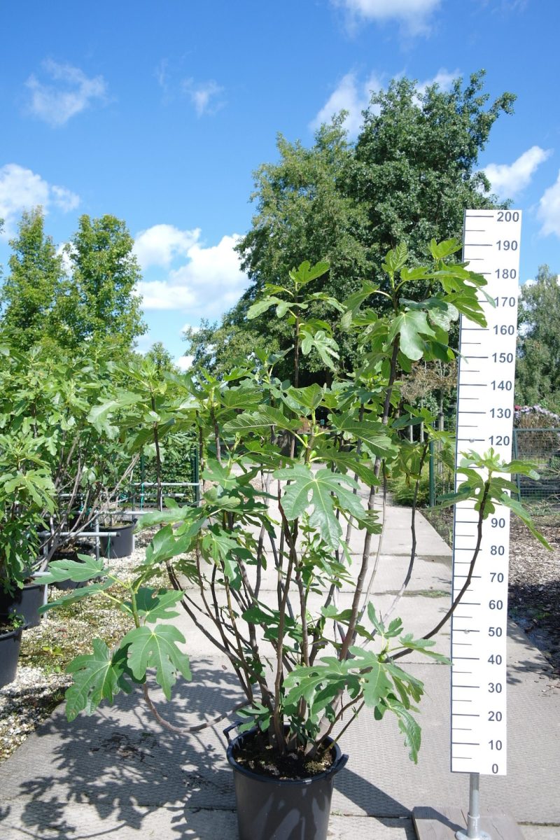 Ficus Carica 'Del Portogallo'