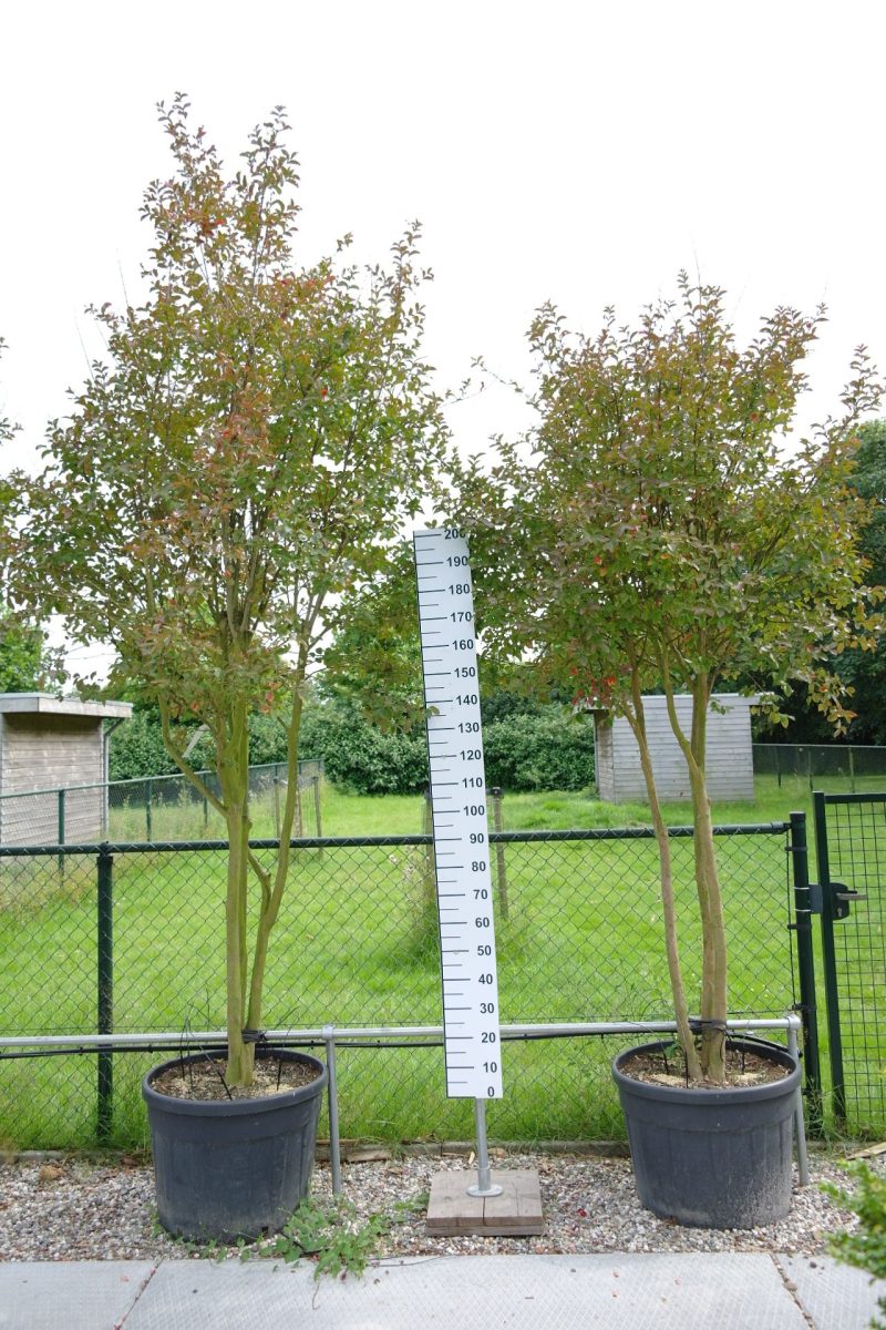Lagerstroemia Indica