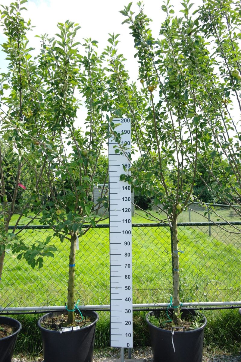 Malus domestica 'James Grieve'