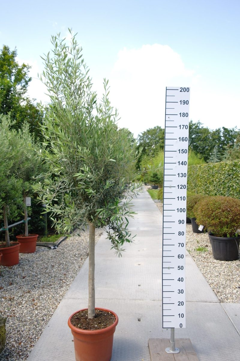 Olijfboom Olea Europea