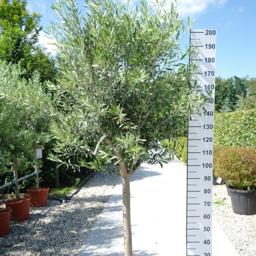 Olijfboom Olea Europea