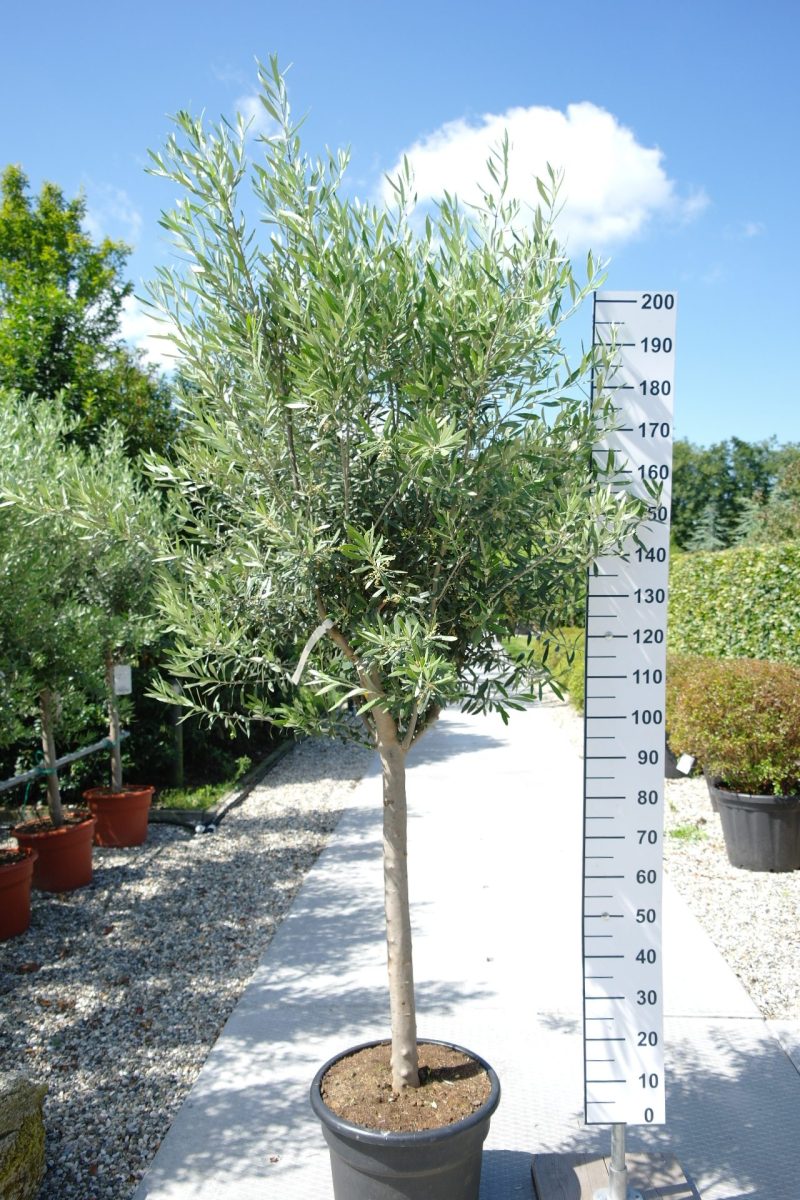Olijfboom Olea Europea