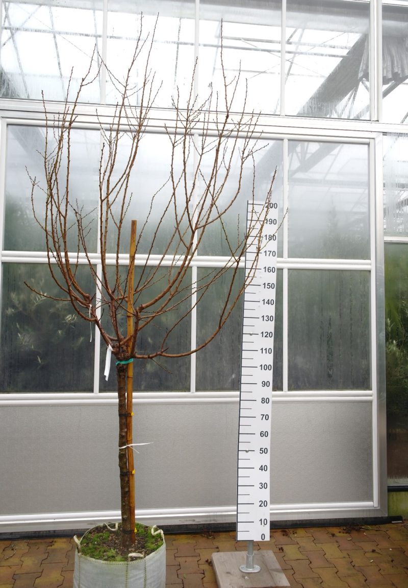 Prunus a. 'Roussilon' - Abrikoos