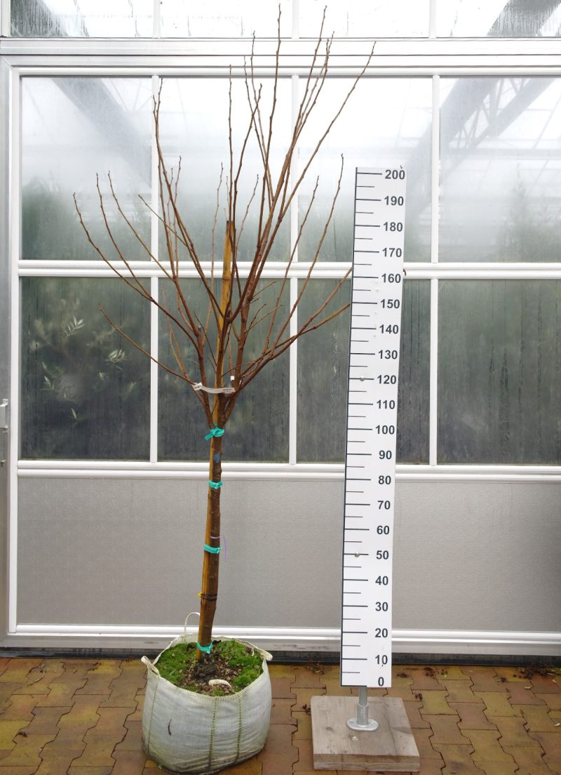 Diospyros Kaki 'Mela'