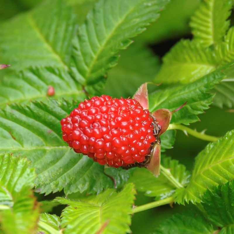 Rubus ill. Asterix - Aardbeiframboos
